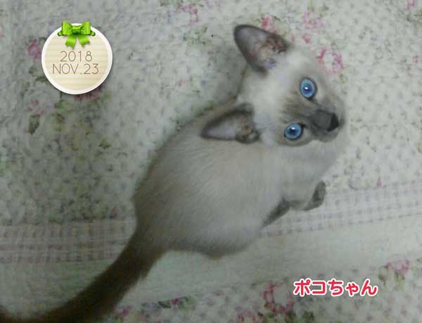 シャム猫 8/11生まれ メス ブルーポイント（C36822）販売情報