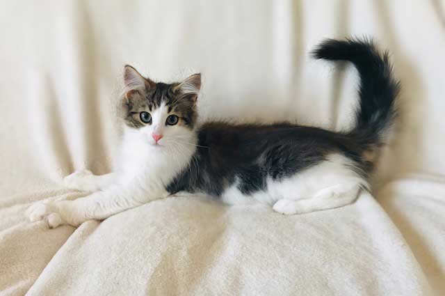 ノルウェージャンフォレストキャット