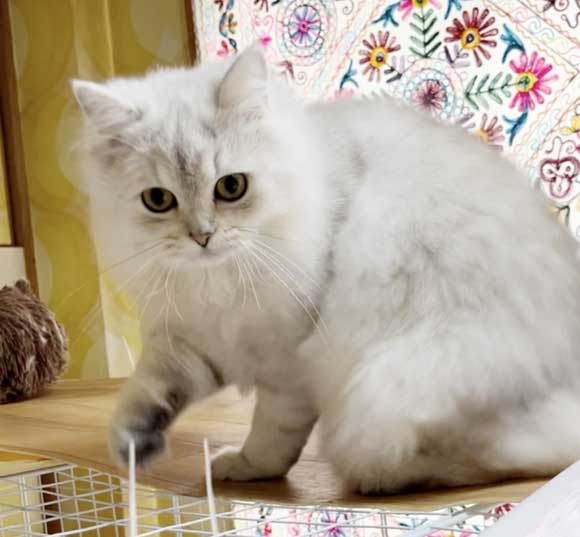 楽天市場】【ふるさと納税】 猫 ちぐら ダンボール製 マット付き